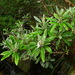 Brachyglottis laxifolia - Photo (c) Sarah Richardson, algunos derechos reservados (CC BY-NC), subido por Sarah Richardson