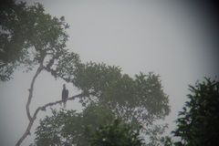 Rhyticeros undulatus