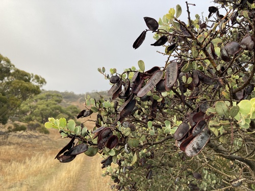 round-leaf mulga (Acacia spilleriana)