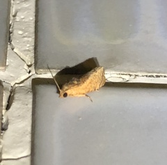 Cryptophlebia ombrodelta