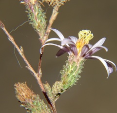 Corethrogyne filaginifolia