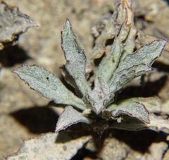 Corethrogyne filaginifolia