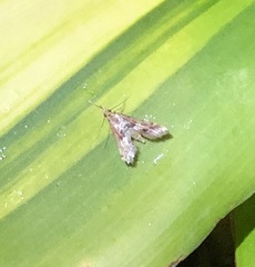 Diasemia accalis