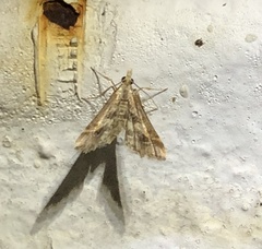 Diasemia accalis
