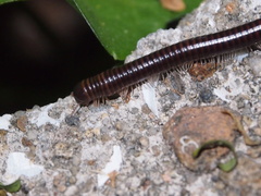 Leptogoniulus sorornus