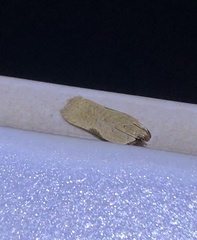 Dichomeris simaoensis