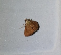 Endotricha theonalis