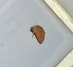 Endotricha theonalis