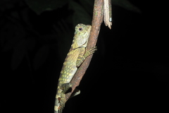 Gonocephalus bornensis