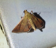 Endotricha theonalis