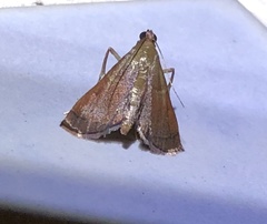 Endotricha theonalis