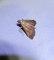 Endotricha theonalis