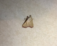 Endotricha theonalis