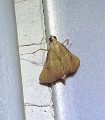 Endotricha theonalis