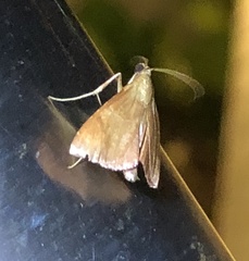 Endotricha theonalis