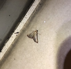 Endotricha theonalis