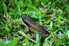 Indosylvirana nicobariensis