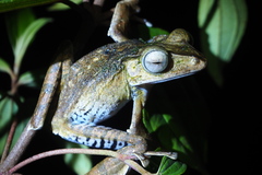 Polypedates otilophus