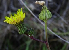 Sonchus oleraceus