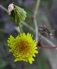 Sonchus oleraceus