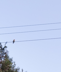 Erithacus rubecula