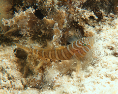 Priolepis cincta