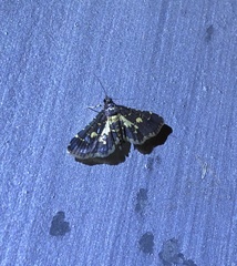 Eurrhyparodes bracteolalis