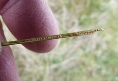 Juncus distegus