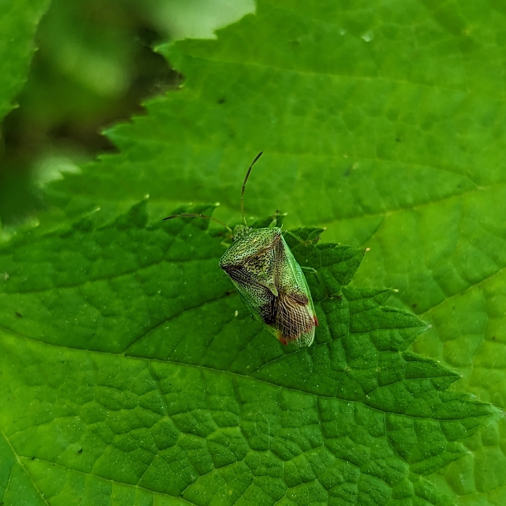 Red-cross Shield Bug in May 2023 by Charlie Coslor · iNaturalist