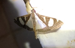 Glyphodes actorionalis