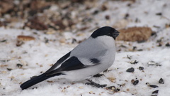 Pyrrhula pyrrhula cineracea