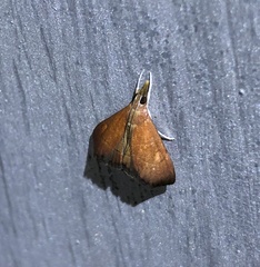 Hemiscopis sanguinea