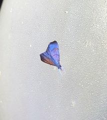 Hemiscopis sanguinea