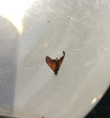 Hemiscopis sanguinea