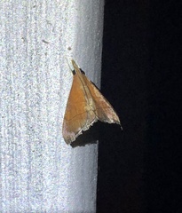 Hemiscopis sanguinea