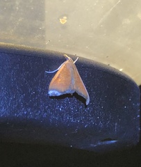 Hemiscopis sanguinea