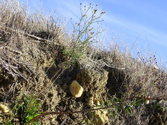 Malacothrix saxatilis