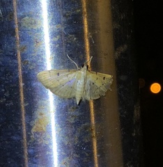 Herpetogramma basalis