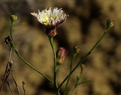 Malacothrix saxatilis