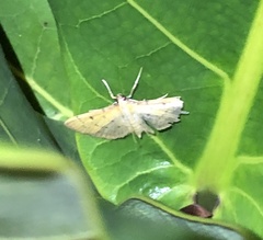 Herpetogramma basalis