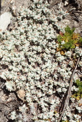 Helichrysum zwartbergense