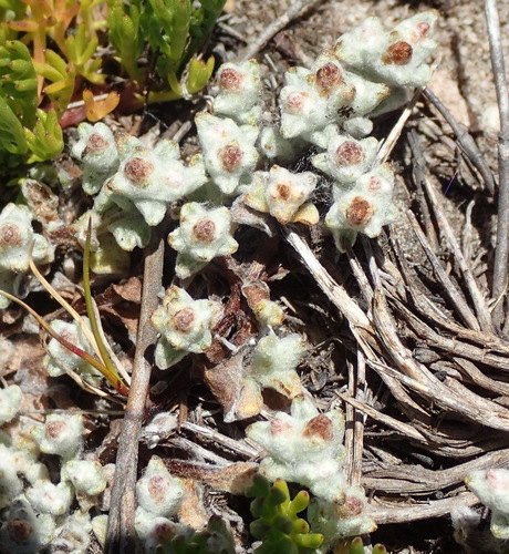 Image of Helichrysum zwartbergense by (c) Nicola van Berkel, some rights reserved (CC BY-SA)