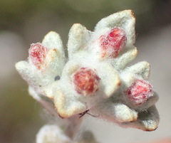 Helichrysum zwartbergense