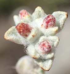 Helichrysum zwartbergense