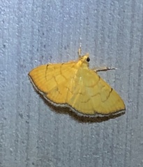 Hyalobathra