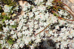 Helichrysum zwartbergense