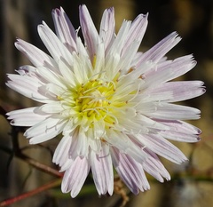 Malacothrix saxatilis