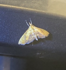 Hyalobathra micralis