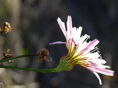 Malacothrix saxatilis