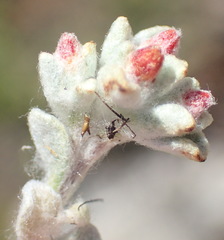 Helichrysum zwartbergense